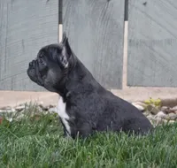 Ford, a male French Bulldog for sale in Fredericksburg, OH – 2 of 4