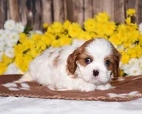 Gia, a female Cavalier King Charles Spaniel for sale in Fredericksburg, OH – 3 of 4