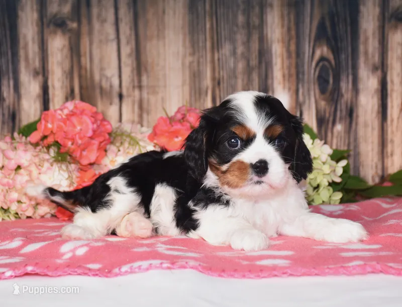 Harvey – Cavalier King Charles Spaniel puppy for sale in Fredericksburg, OH