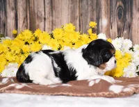 Gorbi, a female Cavalier King Charles Spaniel for sale in Fredericksburg, OH – 3 of 4