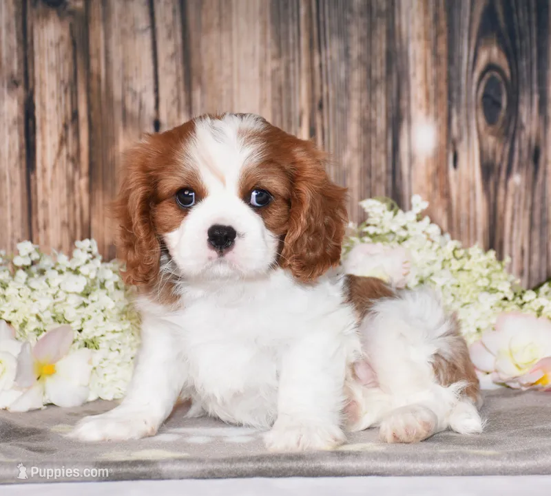 Bronx – Cavalier King Charles Spaniel puppy for sale in Fredericksburg, OH