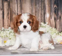 Bronx, a male Cavalier King Charles Spaniel for sale in Fredericksburg, OH – 1 of 7