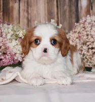 Jilly, a female Cavalier King Charles Spaniel for sale in Fredericksburg, OH – 3 of 4