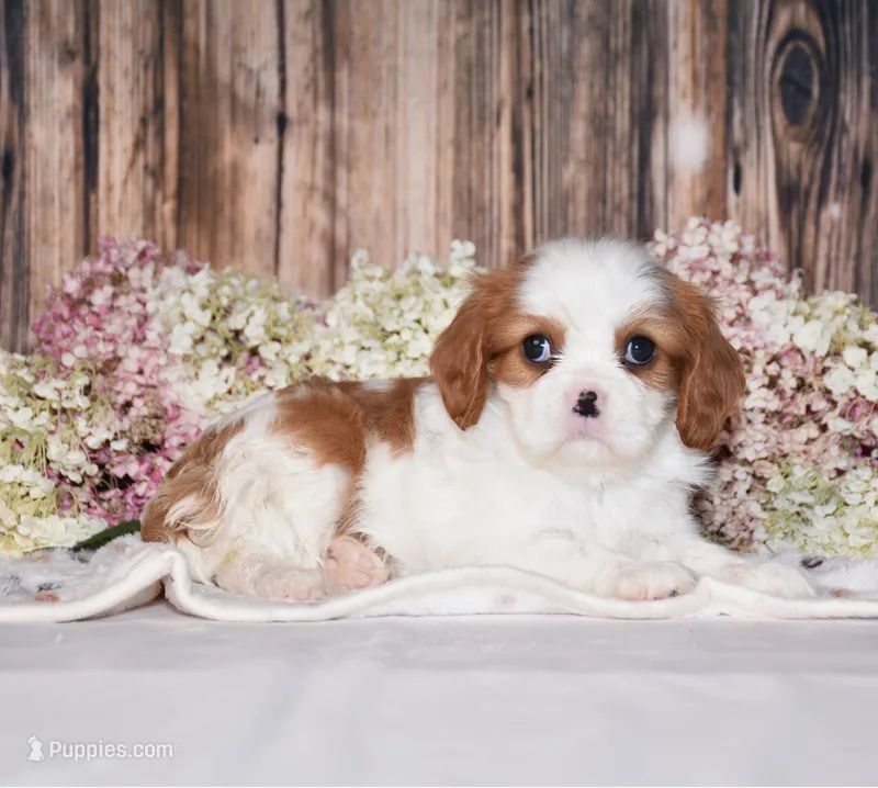 Jilly – Cavalier King Charles Spaniel puppy for sale in Fredericksburg, OH