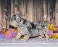 Tenson, a male French Bulldog for sale in Fredericksburg, OH – 4 of 6
