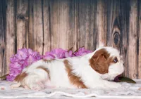 Bubbles, a female Cavalier King Charles Spaniel for sale in Fredericksburg, OH – 3 of 6