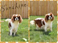 Lynx, a male Cavalier King Charles Spaniel for sale in Fredericksburg, OH – 5 of 6