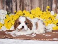 Gizmo, a female Cavalier King Charles Spaniel for sale in Fredericksburg, OH – 4 of 4