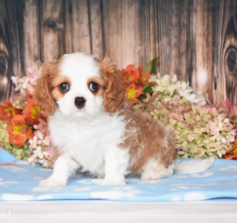 Hux – Cavalier King Charles Spaniel puppy for sale in Fredericksburg, OH