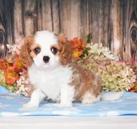 Hux, a male Cavalier King Charles Spaniel for sale in Fredericksburg, OH – 1 of 4