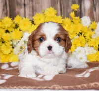 Gunner, a female Cavalier King Charles Spaniel for sale in Fredericksburg, OH – 2 of 4