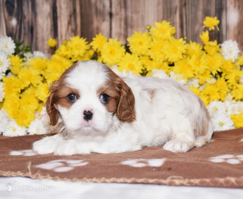 Gia – Cavalier King Charles Spaniel puppy for sale in Fredericksburg, OH
