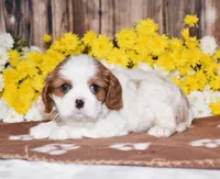 Gia, a female Cavalier King Charles Spaniel for sale in Fredericksburg, OH – 1 of 4