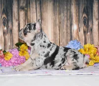 Tinsley, a female French Bulldog for sale in Fredericksburg, OH – 3 of 4