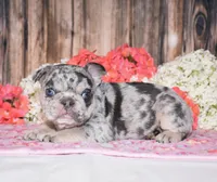 Tinsley, a female French Bulldog for sale in Fredericksburg, OH – 3 of 4