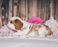Derby, a male Cavalier King Charles Spaniel for sale in Fredericksburg, OH – 3 of 4