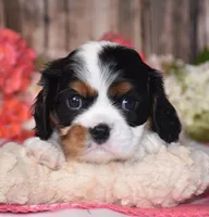 Harvey, a male Cavalier King Charles Spaniel for sale in Fredericksburg, OH – 4 of 4
