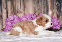 Lynx, a male Cavalier King Charles Spaniel for sale in Fredericksburg, OH – 4 of 6