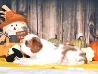Chance, a male Cavalier King Charles Spaniel for sale in Fredericksburg, OH – 2 of 4