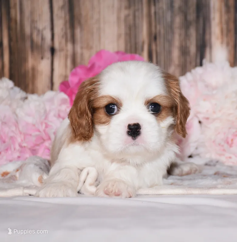 Derby – Cavalier King Charles Spaniel puppy for sale in Fredericksburg, OH