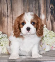 Bronx, a male Cavalier King Charles Spaniel for sale in Fredericksburg, OH – 3 of 7