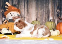 Clove, a female Cavalier King Charles Spaniel for sale in Fredericksburg, OH – 2 of 4