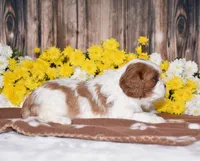 Gracie, a female Cavalier King Charles Spaniel for sale in Fredericksburg, OH – 4 of 4