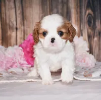 Daisy, a female Cavalier King Charles Spaniel for sale in Fredericksburg, OH – 4 of 4