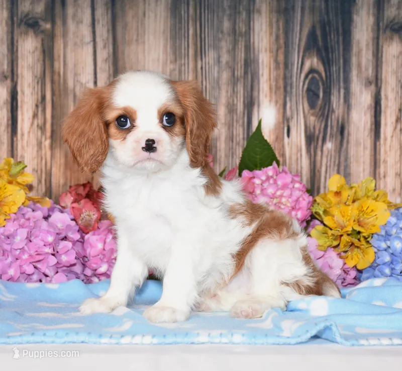 Jilly – Cavalier King Charles Spaniel puppy for sale in Fredericksburg, OH