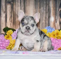 Tenson, a male French Bulldog for sale in Fredericksburg, OH – 1 of 6