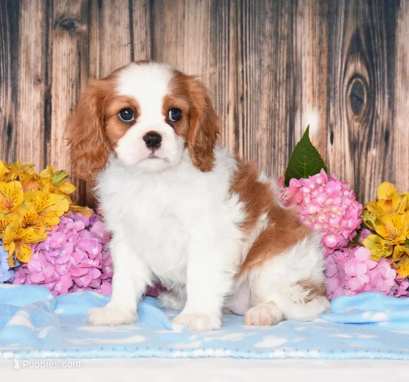 Jazzy – Cavalier King Charles Spaniel puppy for sale in Fredericksburg, OH