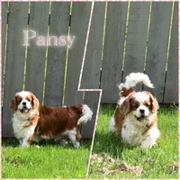 Bronx, a male Cavalier King Charles Spaniel for sale in Fredericksburg, OH – 4 of 5