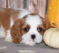 Clove, a female Cavalier King Charles Spaniel for sale in Fredericksburg, OH – 2 of 5