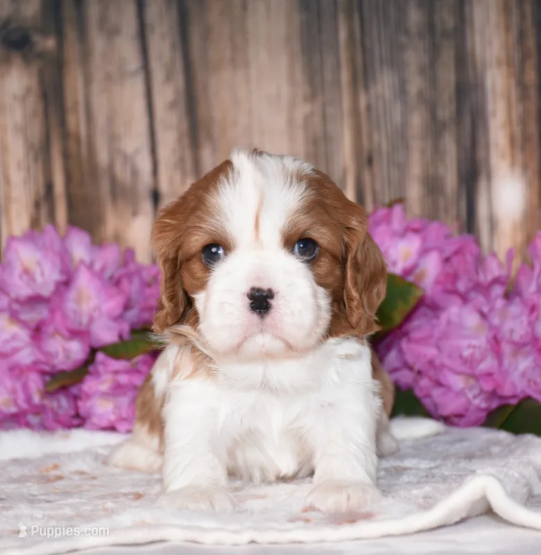 Bronx – Cavalier King Charles Spaniel puppy for sale in Fredericksburg, OH