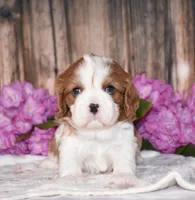 Bronx, a male Cavalier King Charles Spaniel for sale in Fredericksburg, OH – 1 of 5