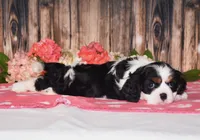 Haleigh, a female Cavalier King Charles Spaniel for sale in Fredericksburg, OH – 3 of 4