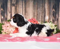 Harvey, a male Cavalier King Charles Spaniel for sale in Fredericksburg, OH – 3 of 4