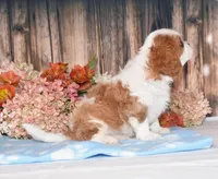 Hux, a male Cavalier King Charles Spaniel for sale in Fredericksburg, OH – 4 of 4