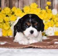 Gorbi, a female Cavalier King Charles Spaniel for sale in Fredericksburg, OH – 2 of 4