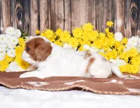 Gabby, a female Cavalier King Charles Spaniel for sale in Fredericksburg, OH – 3 of 4