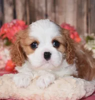 Hux, a male Cavalier King Charles Spaniel for sale in Fredericksburg, OH – 2 of 4