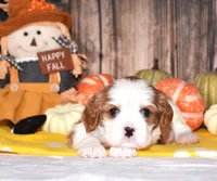 Chance, a male Cavalier King Charles Spaniel for sale in Fredericksburg, OH – 4 of 4