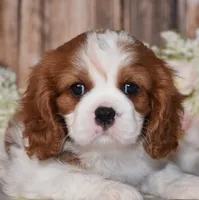 Bronx, a male Cavalier King Charles Spaniel for sale in Fredericksburg, OH – 4 of 7