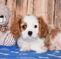 Ninja, a male Cavalier King Charles Spaniel for sale in Fredericksburg, OH – 3 of 4