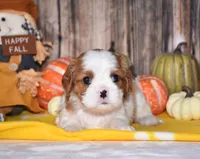 Clove, a female Cavalier King Charles Spaniel for sale in Fredericksburg, OH – 3 of 4
