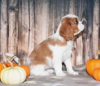Clove, a female Cavalier King Charles Spaniel for sale in Fredericksburg, OH – 4 of 5