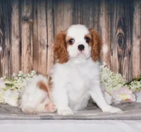 Bubbles, a female Cavalier King Charles Spaniel for sale in Fredericksburg, OH – 2 of 7