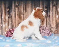 Dexter, a male Cavalier King Charles Spaniel for sale in Fredericksburg, OH – 3 of 4
