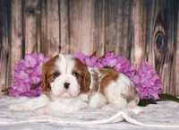 Bronx, a male Cavalier King Charles Spaniel for sale in Fredericksburg, OH – 3 of 5