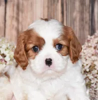 Jupiter, a male Cavalier King Charles Spaniel for sale in Fredericksburg, OH – 2 of 4